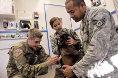 Veterans apply for Vet Tech Career Training in Los Angeles at: https://abcotechnology.edu/vet2te ...