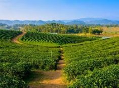 Shillong is the northeast part of india and capital of meghalaya. It is numerous and wonderful p ...