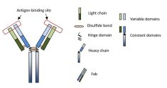 Antibody&Antigen FAQ  – Creative Biolabs