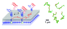 Anti-CCL11 Stable Cell Line (CAT-213), bertilimumab – Creative Biolabs
