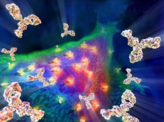 Anti-CD33 Stable Cell Line (ZAMYL/Smart), lintuzumab – Creative Biolabs