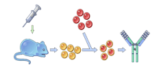 Anti-CD19 Therapeutic Antibody, Blinatumomab – Creative Biolabs
