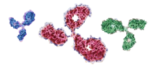 Anti-CD33 Therapeutic Antibody (ZAMYL/Smart) – Creative Biolabs