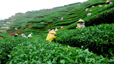 In Assam Places like Guwahati, Dirubagh, Silchar, Jorhat etc are some popular must visit destina ...