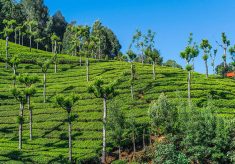 travel tourister is indias top travel agencies in ooty. We are provided best tour packages in oo ...