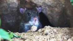 Rats Treatment & Rodent Control in London