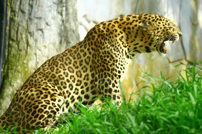 Wildlife Tour Packages