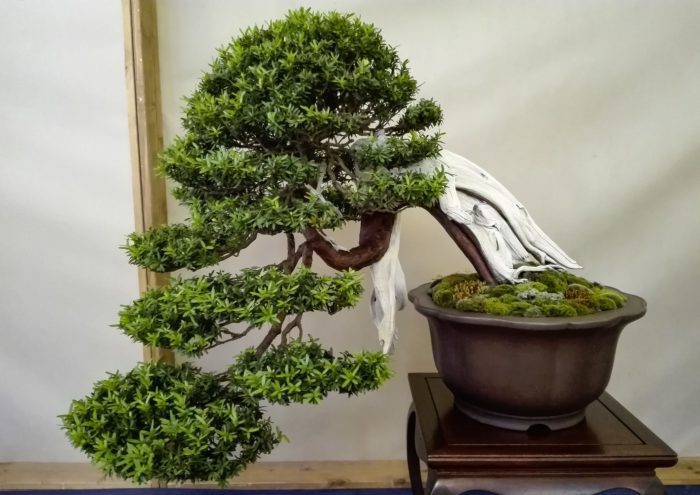 Artificial Bonsai
